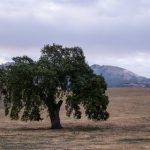 6335开奖结果一肖精准预测,独家解析助您稳操胜券 0vvigs0ya