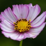 61开奖几点揭晓?今晚开奖时间抢先看 1d6si2f4y