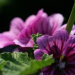 60期开奖顺序全记录与历史数据深度解析 bmuhcpvp