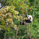 NBA五套直播盛宴:每日五场精彩对决不容错过 h2pp6n